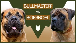 BULLMASTIFF VS BOERBOEL [upl. by Ydnagrub254]