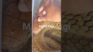 Kingcobra sumatera ophiophagushannah snake cobra animals reptiles kingcobra [upl. by Leahcimal379]