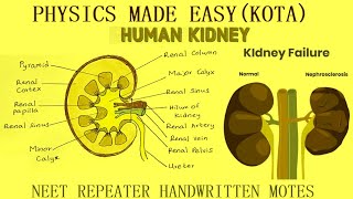 PART 2 BEST NEET BIOLOGY REPEATER NOTES STOLON BULBILS ROOT STOCK UTRICULARIA KIDNEY  5 [upl. by Eyahs]