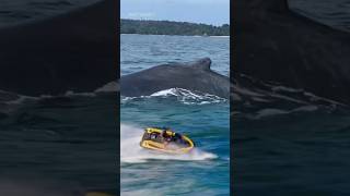 Jetski Almost Hits Big Whale [upl. by Htabazile401]