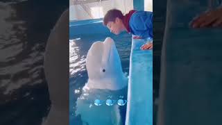 belugabeluga dolphinbeluga kiss😘shortsviralYouTube shorts [upl. by Sabah]