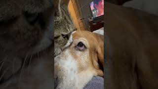 Historical kitty and basset hound moment We have contact [upl. by Bonucci]