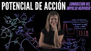 Potencial de Acción [upl. by Nagard]