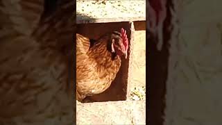 CHICKEN LAYING EGGS [upl. by Spindell]