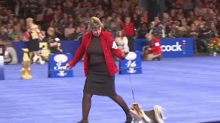 National Dog Show returns for Thanksgiving [upl. by Fabrice]