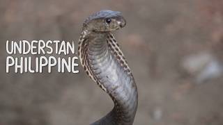 Philippine Cobra 13  Understanding the Naja Philippinensis [upl. by Arihs616]