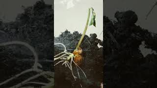 Germination of a seed time lapse plants seeds timelapse funny [upl. by Hsatan]