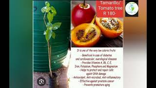 Health benefits of Tamarillo fruit [upl. by Adiari]