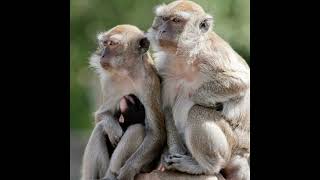 Police Searching for 40 Monkeys That Escaped South Carolina Facility [upl. by Lesna531]