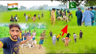 Dog Hunting Soor ka Shikar Kia \ Shikar In Pakistan 🇵🇰 And India 🇮🇳 Border line \ Hamza Sidhu [upl. by Naresh778]