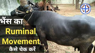 ruminal movement in cattle buffalo पशु का पेट घूमना कैसे पता करें rumen movement of cattle per minut [upl. by Maddox]