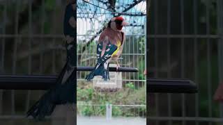 Gardelina Tirone birds chardonneret goldfinch carduelis birdslover nature [upl. by Akiwak]