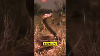 9 Most Venomous Snakes That Can Kill Instantly shorts [upl. by Ermeena]