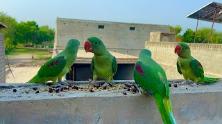 Alexandrine Raw Parrots birds baby Feeding  Green Parrot baby Full Talking [upl. by Thanasi]