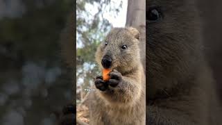 Quokas are small marsupials facts wildlife animals shorts short [upl. by Enovi]