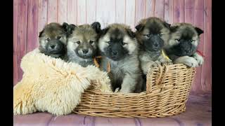 Eurasier puppies R Litter [upl. by Lothar]