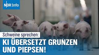 KI entschlüsselt Tierkommunikation Forscher verstehen die Sprache von Schweinen  NDR Info [upl. by Randee]