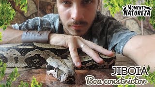 Jiboia   Boa constrictor   Momento Natureza [upl. by Donna]