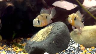 Bolivian Rams Mikrogeophagus Altispinosus [upl. by Lauri]