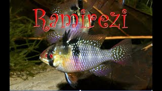 BLUE RAM  RAMIREZI CICHLID in NATURE  Mikrogeophagus ramirezi    ramirezi in the wild [upl. by Anairuy]