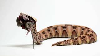 Gaboon Viper Takes on Mouse Warning Live [upl. by Freud630]