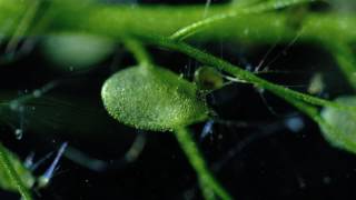 Carnivorous Bladderwort Fastest Plant in the World [upl. by Phares113]