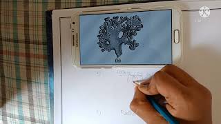 How to draw a foliose litchens [upl. by Annej370]