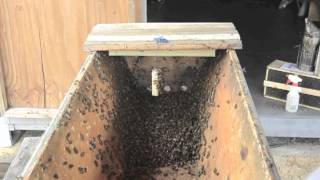 Installing the First Package of Bees in a TopBar Hive [upl. by Zoi]