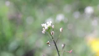 SHEPHERDS PURSE Capsella bursapastoris [upl. by Pedrick384]