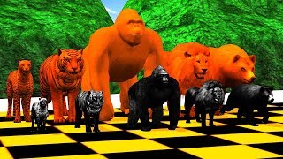 black vs Orange Wild Animals playing chess Finger Family Song for kidsGorillaLionbearTiger [upl. by Hameean]