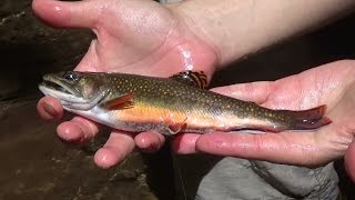 Hammersley Wild Area Backpacking and Fishing Trip 2015 [upl. by Addis866]