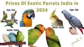 Prices Of Parrots In India In 2024  Exotic Bird Prices  Ayush Singh [upl. by Annerahs335]