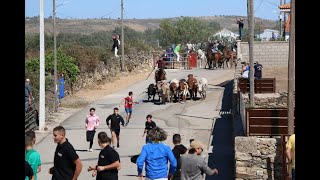 Bello encierro a caballo en Barruecopardo con novillos de Valdeflores [upl. by Kcirdlek]