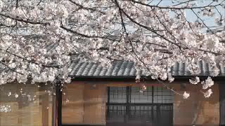 はんなり 祇園白川宵桜２０１３ [upl. by Simonne]