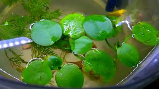 Insane growth of Amazon frogbit [upl. by Occor]