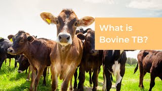 What is Bovine TB [upl. by Nodab]