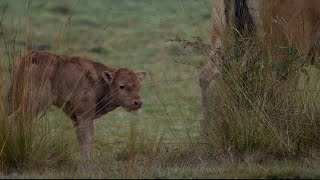 18 oktober 2024 Kalfje geboren in De Groote Peel Placenta hangt nog aan moeders te bengelen [upl. by Norihs]