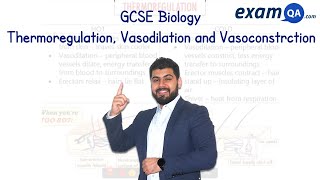 Thermoregulation Vasodilation and Vasoconstriction  GCSE Biology [upl. by Alurta]