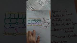 Mechanism of stomatal transpiration [upl. by Aima]