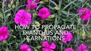 How to Propagate Dianthus and Carnations How to Take Carnation Cuttings Plant Propagation [upl. by Reibaj]