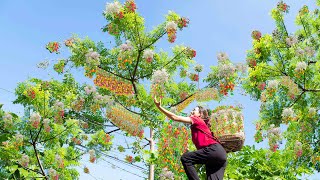 Harvesting Chinaberry fruit is pretty  How to cook delicious Chinaberry Goto market sell [upl. by Pembrook330]