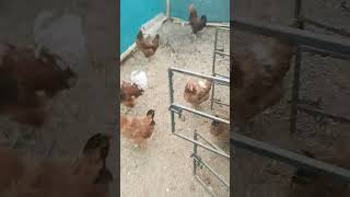 Free range polty farm Panjkoha birds farmhouse [upl. by Eintruoc]