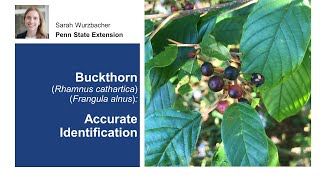 Buckthorn Accurate Identification [upl. by Rein]