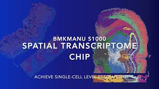 BMKMANU S1000 Spatial Transcriptome Chip [upl. by Vladi]