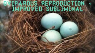 ⊰𝐂𝐥𝐮𝐭𝐜𝐡 𝐨𝐟 𝐄𝐠𝐠𝐬⊱ Oviparous Reproduction  Improved Subliminal [upl. by Westfall]