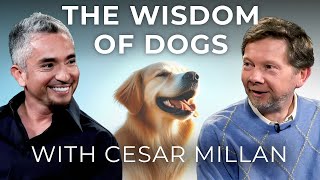 Dog Training and Calm Assertiveness  Eckhart Tolle in Conversation with Dog Whisperer Cesar Millan [upl. by Doralynn330]