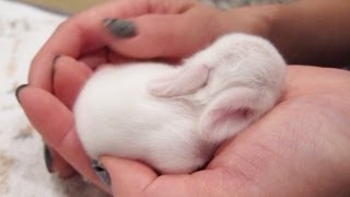 Newborn Baby Bunnies Snuggle and Sleep [upl. by Skrap]