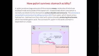 How Helicobacter pylori survives stomach acidity [upl. by Bronny953]