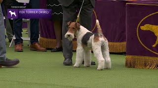 Fox Terriers Wire  Breed Judging 2023 [upl. by Nenerb]