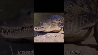 Crocodile Watch movie [upl. by Knowling]